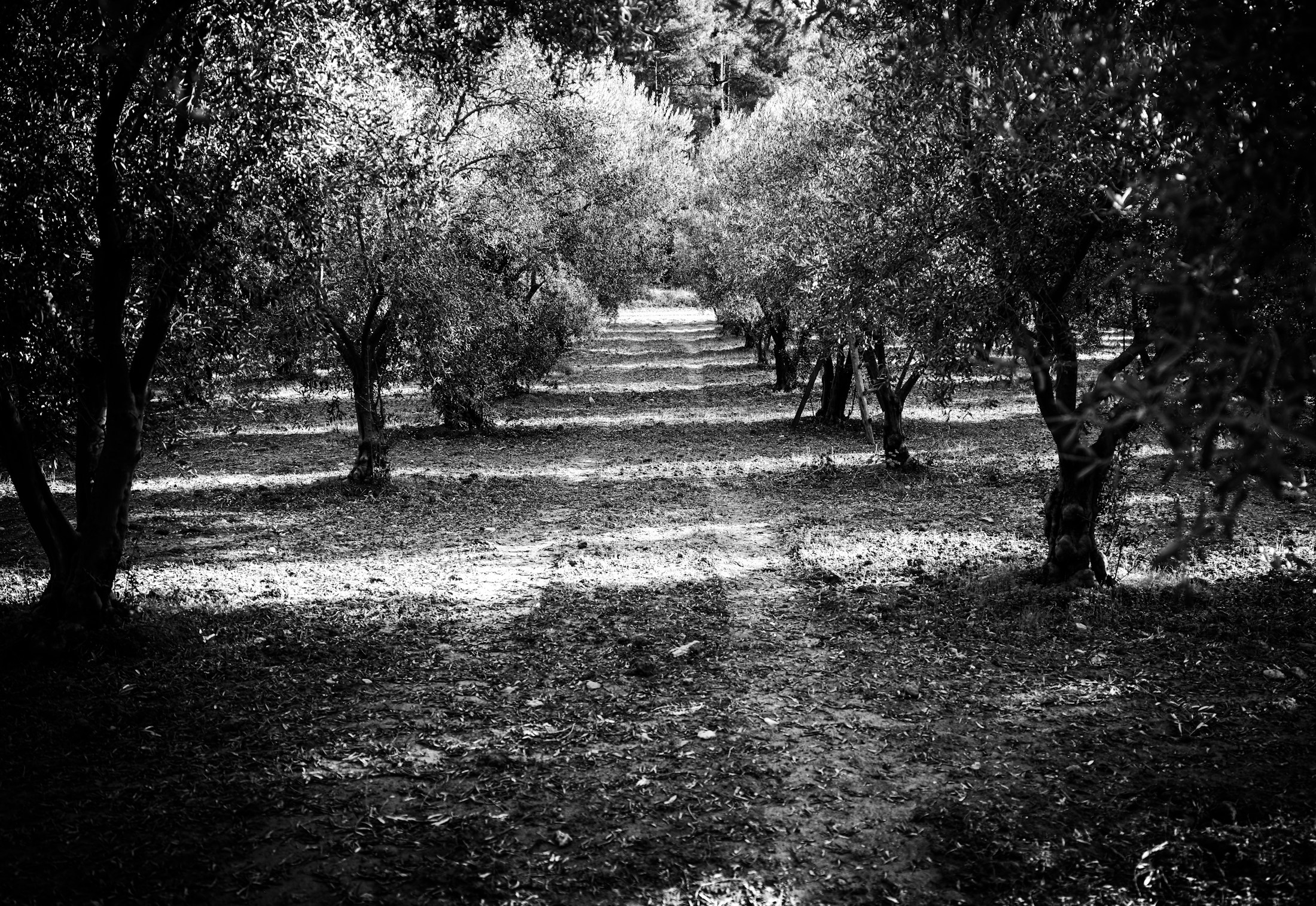 Filari di ulivi attraversati dalla luce