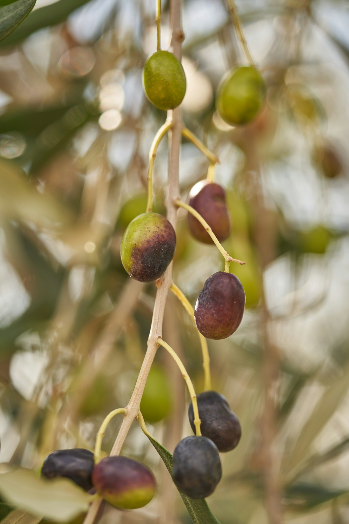 Olive verdi e viola ancora sul ramo